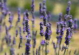 Port Arthur Lavender