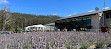 Port Arthur Lavender