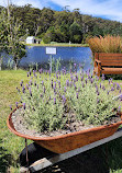 Port Arthur Lavender