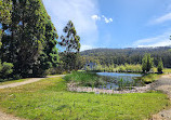 Port Arthur Lavender