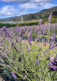 Port Arthur Lavender