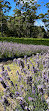 Port Arthur Lavender