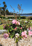 Port Arthur Lavender