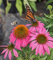 Gardener Nursery