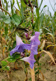 Hanover Vegetable Farm