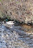 Connetquot River State Park Preserve