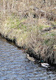 Connetquot River State Park Preserve