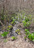 Connetquot River State Park Preserve