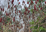 Wilket Creek Recreational Trail