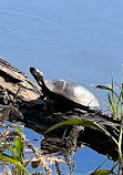 Durant Nature Preserve