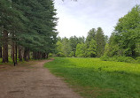 Groton Town Forest