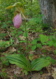 Groton Town Forest