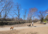 Shirlington Dog Park