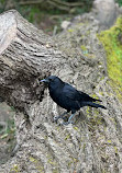 Point Defiance Park