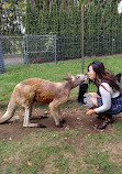 Fall City Wallaby Ranch