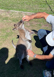 Fall City Wallaby Ranch