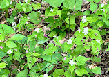 Red River Gorge Geological Area