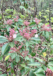 Red River Gorge Geological Area