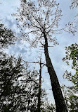 Red River Gorge Geological Area