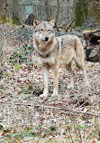 Wildlife park Tiergarten Braunfels