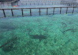 Oceanarium Rosario Islands