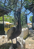 Oceanarium Rosario Islands