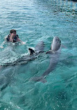 Oceanarium Rosario Islands