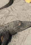 Boggy Creek Airboat Adventures