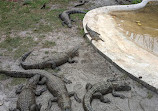 Boggy Creek Airboat Adventures