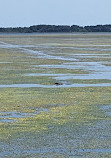 Boggy Creek Airboat Adventures