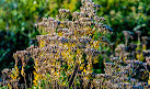 Split Oak Forest Wildlife and Environmental Area