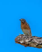 Split Oak Forest Wildlife and Environmental Area