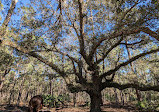 Split Oak Forest Wildlife and Environmental Area