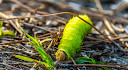 Split Oak Forest Wildlife and Environmental Area