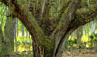 Split Oak Forest Wildlife and Environmental Area