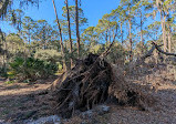 Split Oak Forest Wildlife and Environmental Area