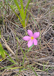 Split Oak Forest Wildlife and Environmental Area