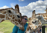 Serengeti Safari