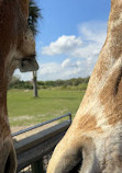 Serengeti Safari