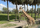 Serengeti Safari