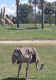 Serengeti Safari