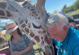 Serengeti Safari