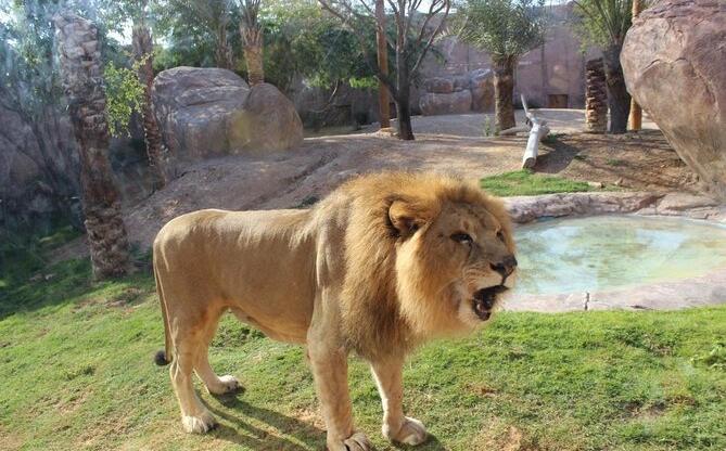 Zoo di Al Ain