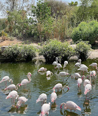 Zoo d'Al-Aïn