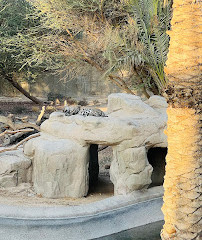 Zoo d'Al-Aïn