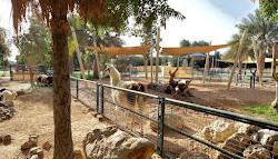 Zoo d'Al-Aïn