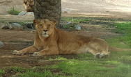 Al-Ain-Zoo