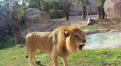 El Ayn Hayvanat Bahçesi