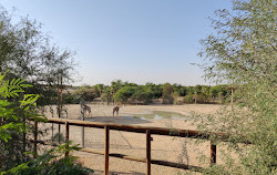 Zoo d'Al-Aïn