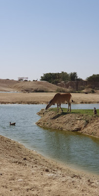 باغ وحش العین